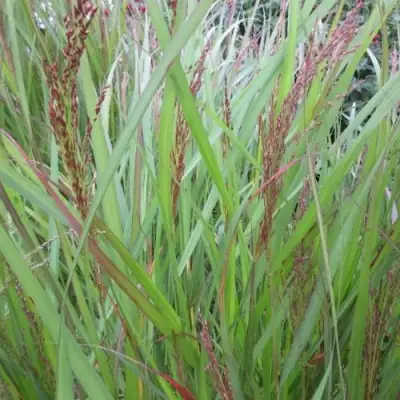 Просо ВЭРРИОР прутьевидное в Лиде