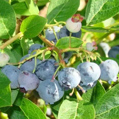 Голубика БЛЮДЖЕЙ в Лиде