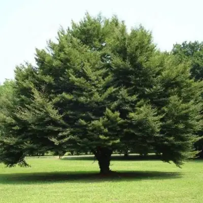 Бук обыкновенный в Лиде