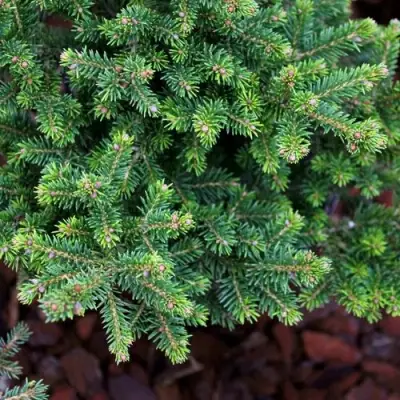 Ель ВИЛС ЦВЕРГ обыкновенная в Лиде