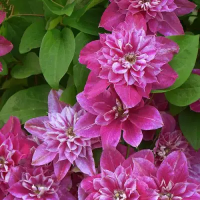 Клематис МАЙ ДАРЛИНГ  в Лиде