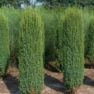 Можжевельник ХИБЕРНИКА обыкновенный  в Лиде