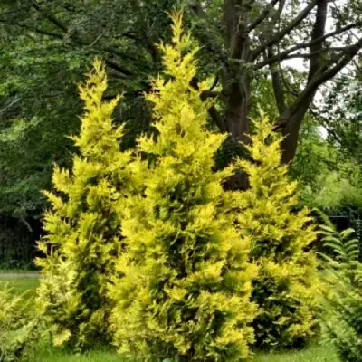 Туя ГОЛДЕН БРАБАНТ западная в Лиде