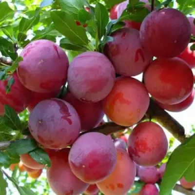 Слива НЕКТАРИННАЯ АРОМАТНАЯ в Лиде