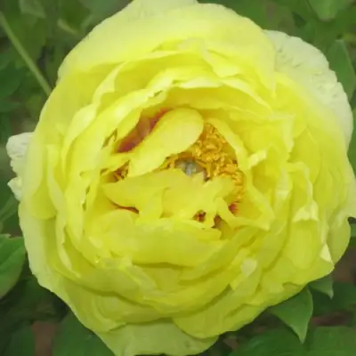 Пион ЗОЛОТО ПОДНЕБЕСНОЙ древовидный в Лиде