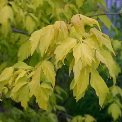 Клен ясенелистный в Лиде