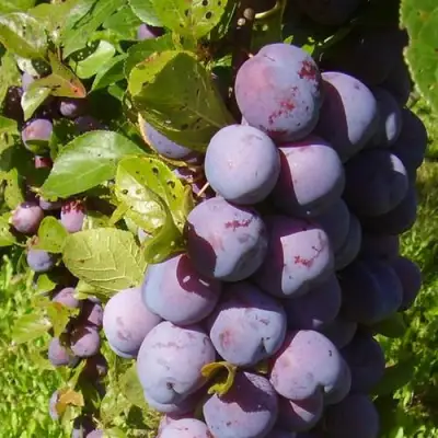 Слива НАГРАДА НЕМАНСКАЯ в Лиде