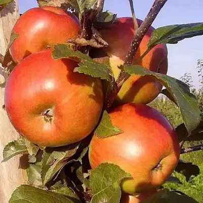 Яблоня ФРИДОМ в Лиде