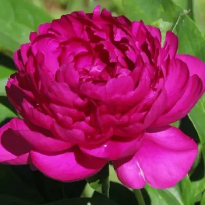 Пион БАРХАТ НОЧИ травянистый в Лиде