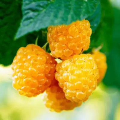 Малина МЕДОВАЯ в Лиде