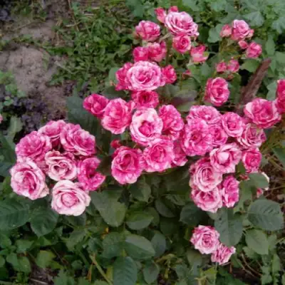 Роза ФЛЕШ ДАНС спрей в Лиде