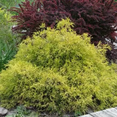 Кипарисовик ГОЛДЕН МОП горохоплодный в Лиде