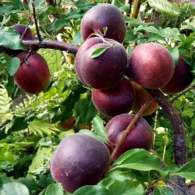 Шарафуга БЕЛЛА РОЯЛЬ в Лиде