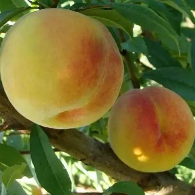 Персик ДОНЕЦКИЙ ЖЕЛТЫЙ в Лиде