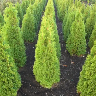 Туя САННИ СМАРАГД западная  в Лиде