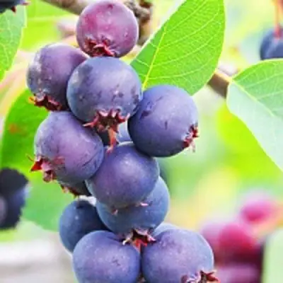 Ирга СМОУКИ в Лиде