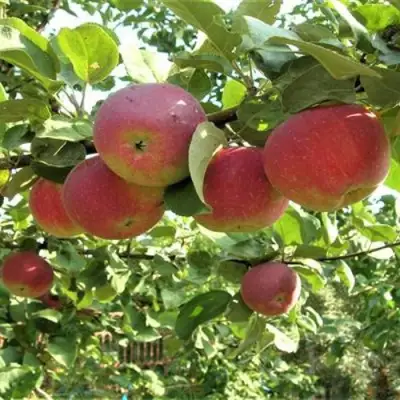 Яблоня ОРЛИК в Лиде