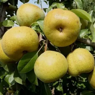 Груша ПЛАТОНОВСКАЯ в Лиде