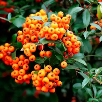 Пираканта ОРАНЖ ГЛОУ в Лиде