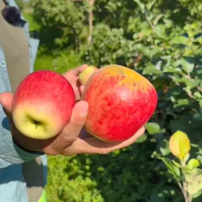 Яблоня БЛАГАЯ ВЕСТЬ в Лиде