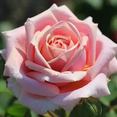 Роза ФРЕДЕРИК МИСТРАЛЬ чайно-гибридная в Лиде