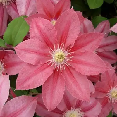 Клематис ЛИТЛ МЕРМЕЙД в Лиде