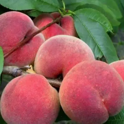 Персик ЮБИЛЕЙ СТОЛИЦЫ колонновидный в Лиде