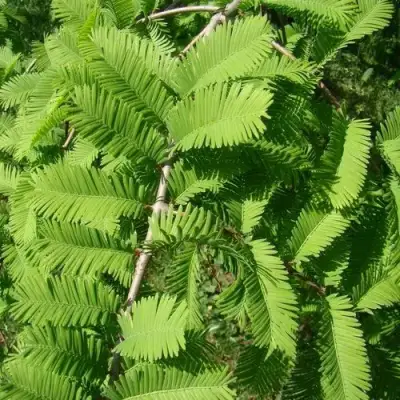 Метасеквойя  ГЛИПТОСТРОБОИДНАЯ  в Лиде