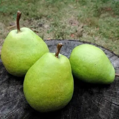 Груша БЕРЕ ЛЮКА в Лиде