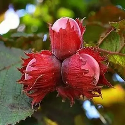 Фундук КРАСНЫЙ ЯНТАРЬ в Лиде