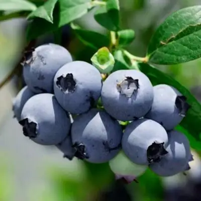 Голубика СИЕРРА в Лиде