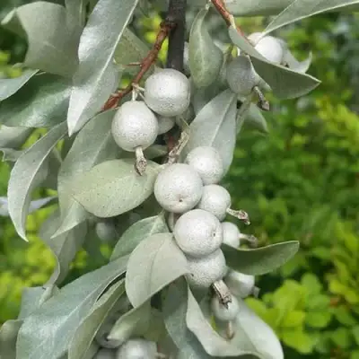 ЛОХ СЕРЕБРИСТЫЙ в Лиде