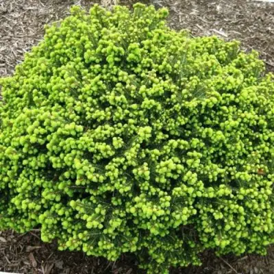 Ель ЛИТЛ ДЖЕМ обыкновенная в Лиде