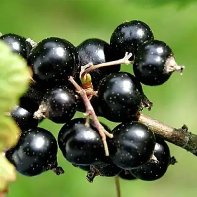 Смородина чёрная ЦЕРЕРА в Лиде