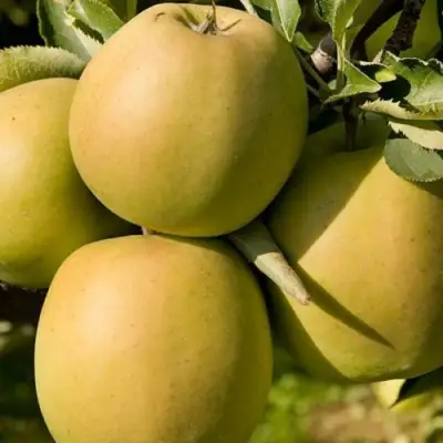 Яблоня МУТСУ в Лиде