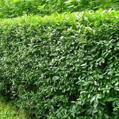 Бирючина обыкновенная в Лиде