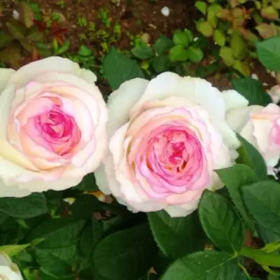 Роза ДОЛЬЧЕ ВИТА чайно-гибридная в Лиде