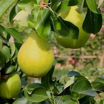 Груша ДОБРЯНКА в Лиде