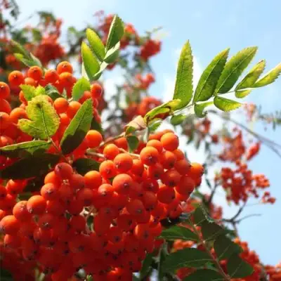 Рябина ВЕФЕД сладкоплодная в Лиде