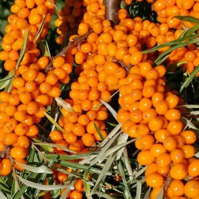 Облепиха ЕЛИЗАВЕТА в Лиде