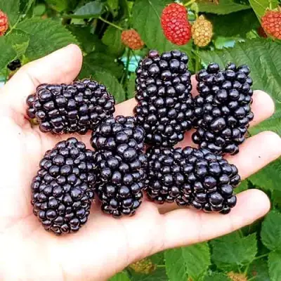 Ежевика ОУАЧИТА бесшипная  в Лиде