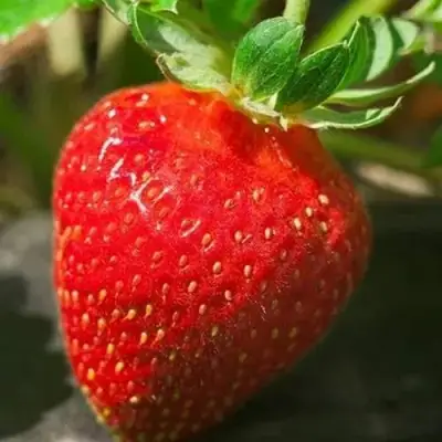 Клубника АЛЬБА в Лиде