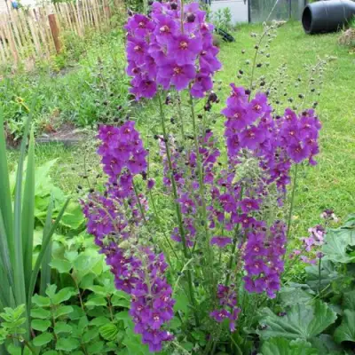 Коровяк ВИОЛЕТТА (вербаскум) в Лиде