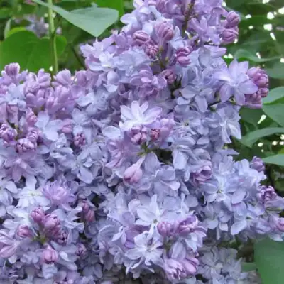 Сирень НЕБО МОСКВЫ в Лиде