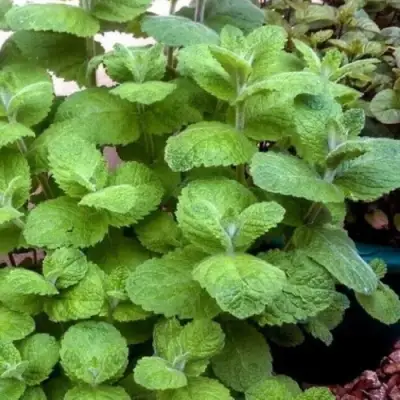 Мята яблочная в Лиде