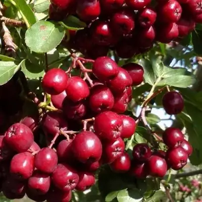 Рябина ГРАНАТНАЯ сладкоплодная в Лиде