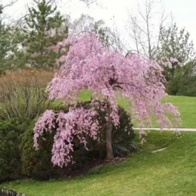 Сакура КИКУ ШИДАРЕ в Лиде