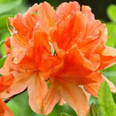 Азалия ГЕЙША ОРАНЖ японская в Лиде