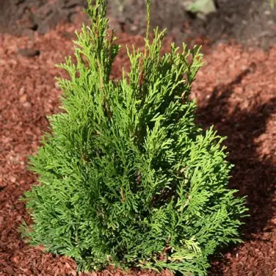 Туя МИКИ западная в Лиде