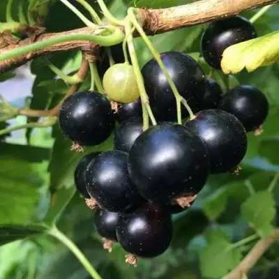 Смородина чёрная ДАБРАДЗЕЯ в Лиде